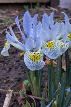 Reticulate Dwarf Iris