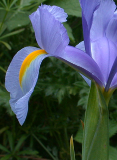 Dutch Iris