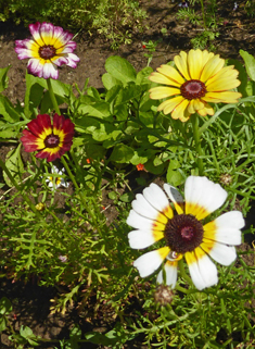 Tricolour Chrysanthemum
