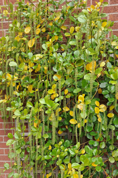 Holly-leaved Sweetspire