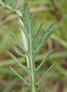 Hoary Ragwort