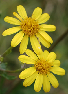 Hoary Ragwort