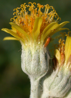 Silver Ragwort