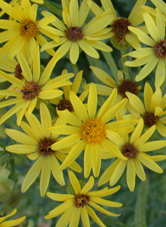 Common Ragwort