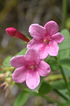 Red Jasmine 