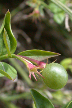 Red Jasmine 