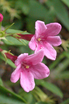 Red Jasmine 