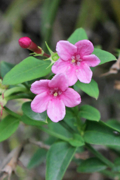 Red Jasmine 