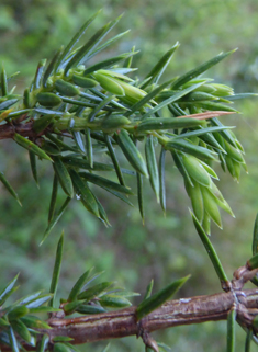 Common Juniper