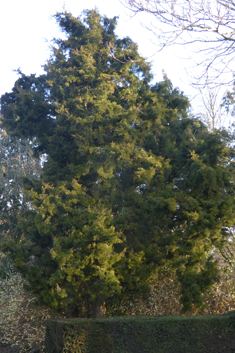 Virginia Juniper