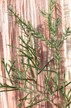 Virginia Juniper