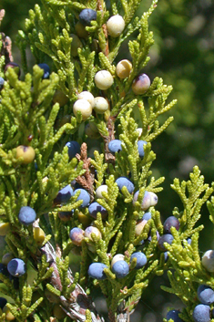 Virginia Juniper