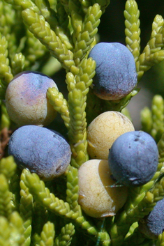 Virginia Juniper