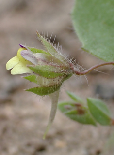 Sharp-leaved Fluellen