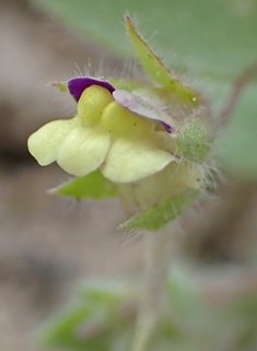 Sharp-leaved Fluellen