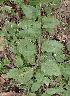 Sharp-leaved Fluellen