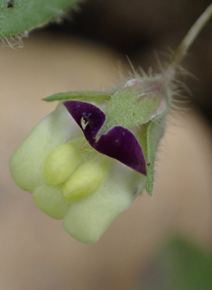 Sharp-leaved Fluellen