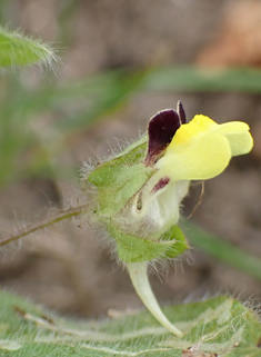 Round-leaved Fluellen