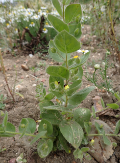 Round-leaved Fluellen