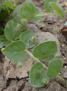 Round-leaved Fluellen