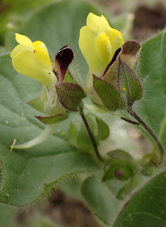 Round-leaved Fluellen