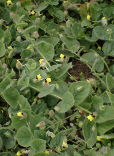 Round-leaved Fluellen