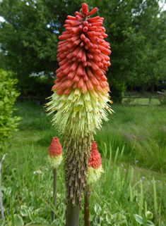 Greater Red-hot-poker