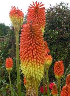 Greater Red-hot-poker