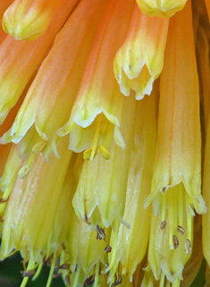 Common Red-hot-poker