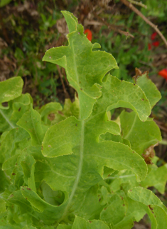 Cultivated Lettuce