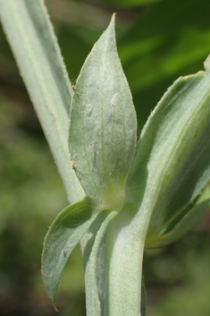 Variable-leaved Everlasting-pea