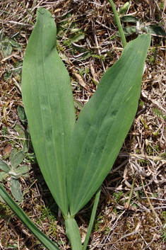 Variable-leaved Everlasting-pea