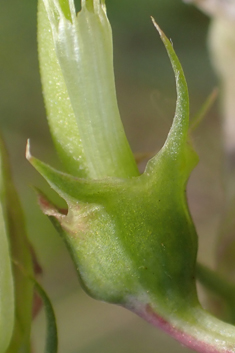 Variable-leaved Everlasting-pea