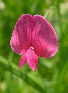 Grass Vetchling