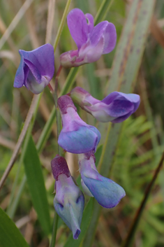 Marsh Pea