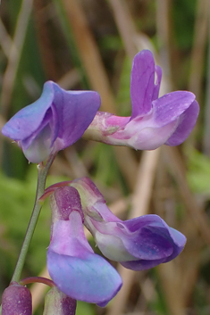 Marsh Pea