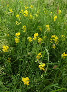 Meadow Vetchling