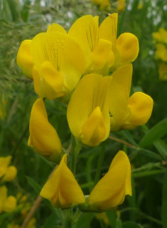 Meadow Vetchling