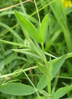 Meadow Vetchling