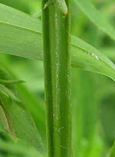 Meadow Vetchling