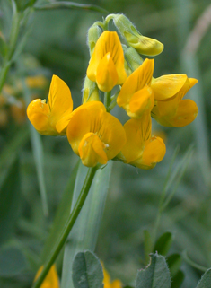 Meadow Vetchling