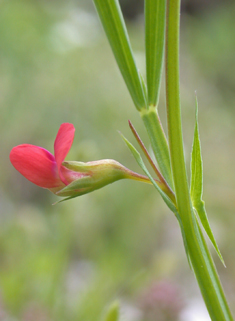 Round-seeded Vetchling