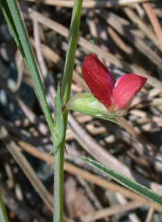 Round-seeded Vetchling