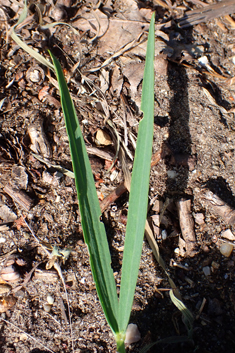 Narrow-leaved Everlasting-pea