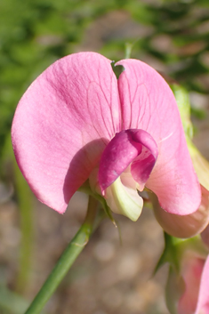Narrow-leaved Everlasting-pea