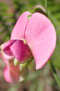 Narrow-leaved Everlasting-pea