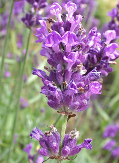 Narrow-leaved Lavender