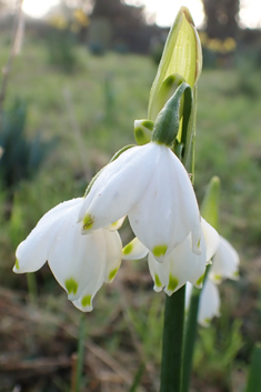 Summer Snowflake