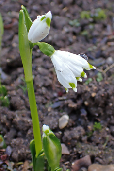 Spring Snowflake