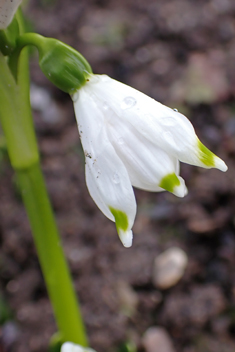 Spring Snowflake